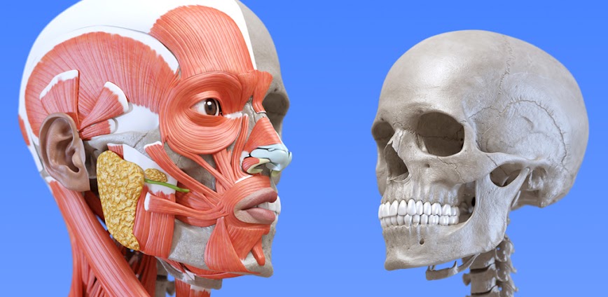 Anatomy 3D Atlas v7.0.6 MOD APK [Premium Unlocked]