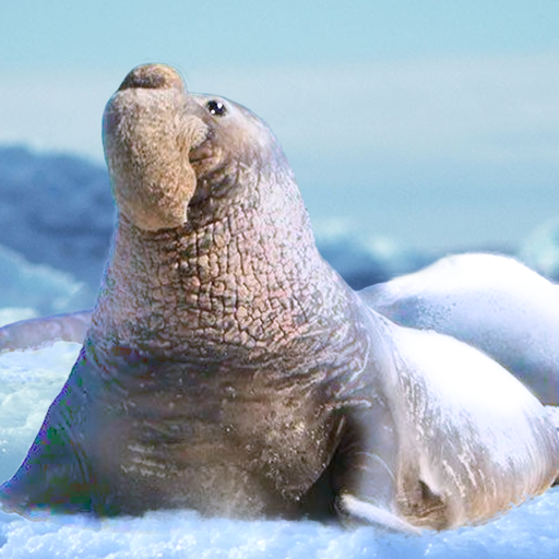 The Seal Elephant v1.2.4 MOD APK [Unlimited Money]