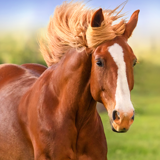 The Horse v1.2.7 MOD APK [Unlimited Coins]
