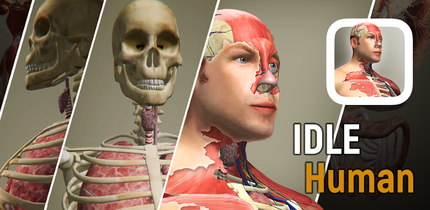 Idle Human 1.13 APK [MOD money]